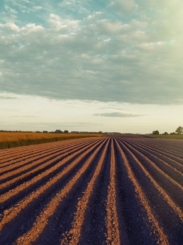 agriculture